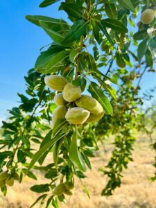 Almendras